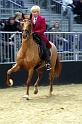 Pferd und Jagd 2008  074